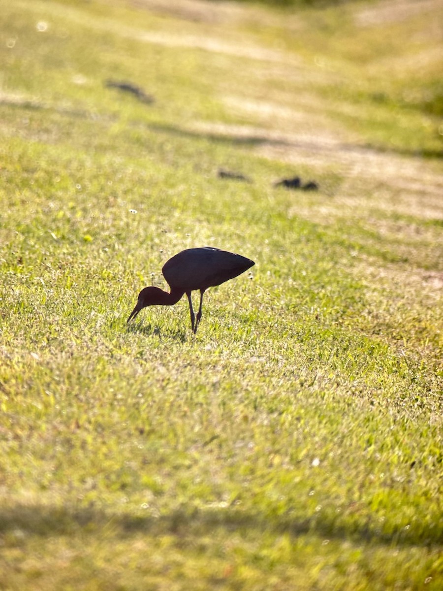 eBird Checklist - 24 Apr 2024 - Piper Rd/Cheney Rd wetlands - 12 species