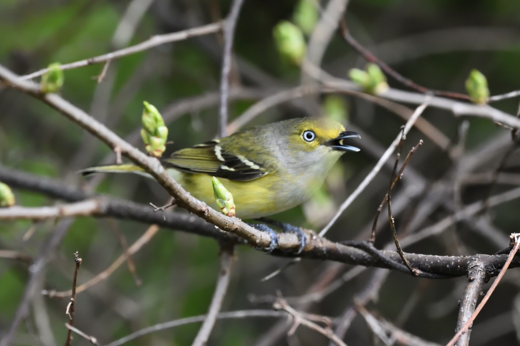 White-eyed Vireo - ML617943727