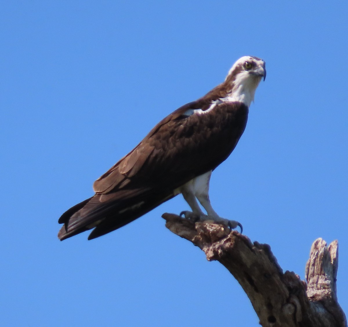 Osprey - Peter Colasanti