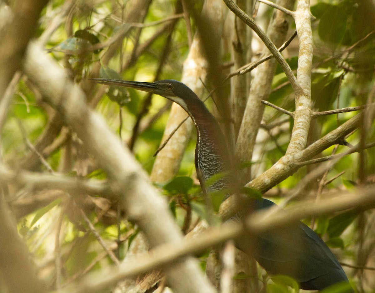 Agami Heron - ML617943749