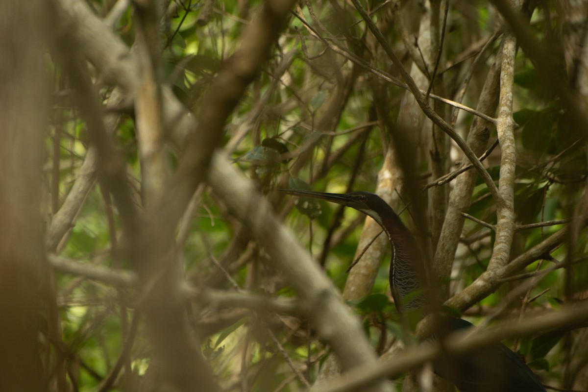 Agami Heron - ML617943751