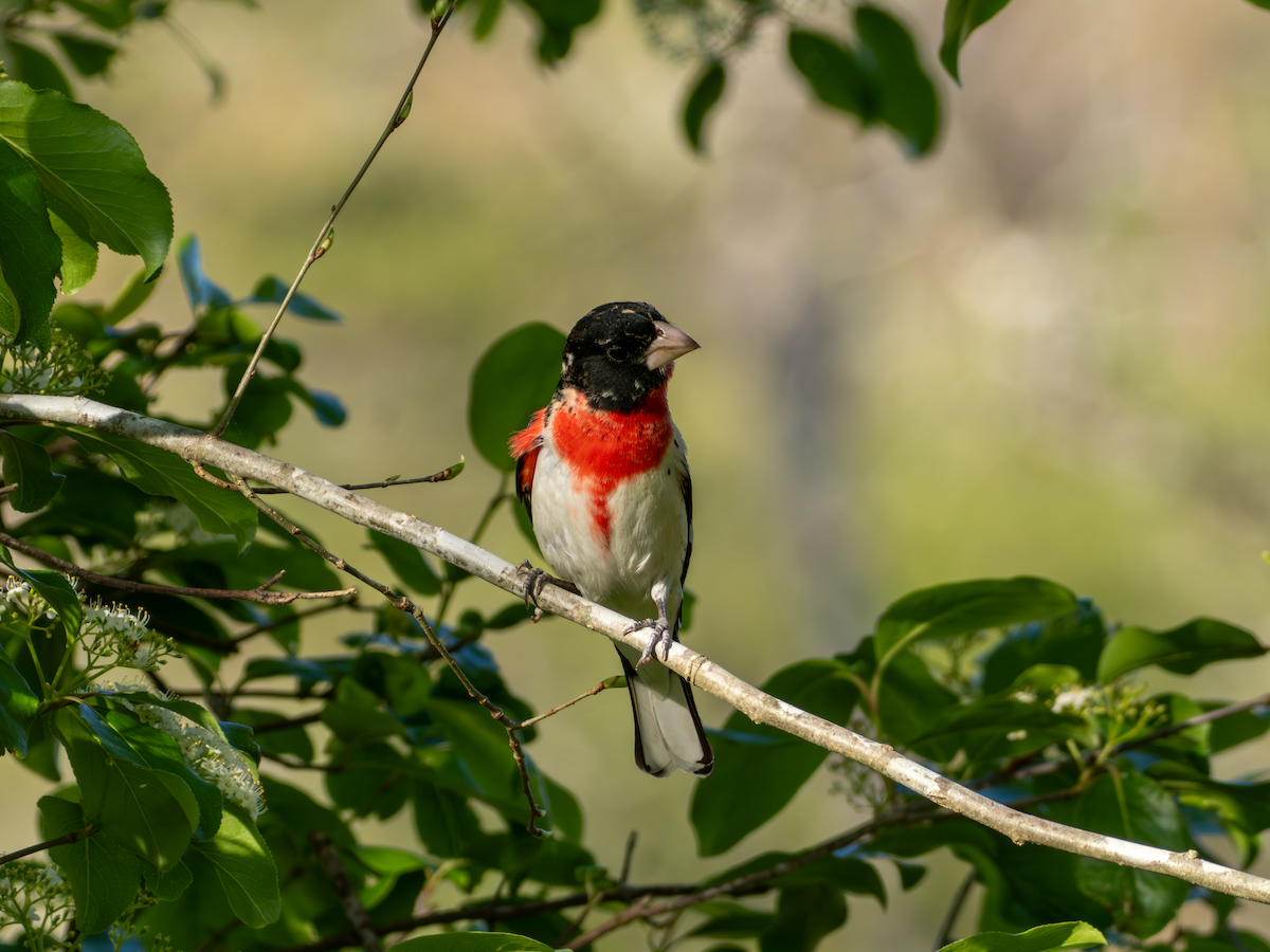 Rose-breasted Grosbeak - ML617943774