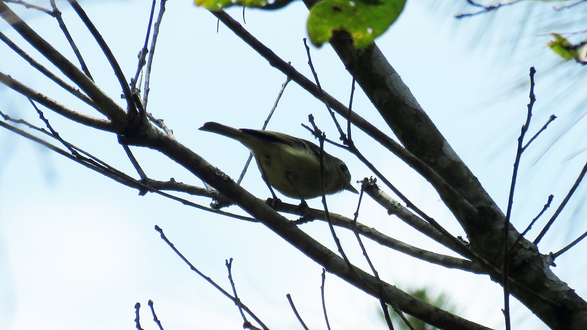 Hutton's Vireo - ML617943830