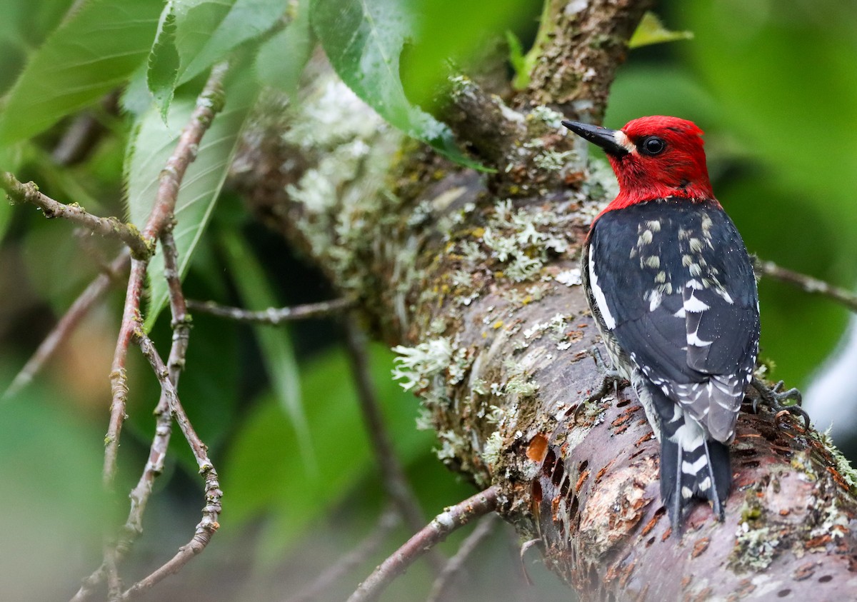 Red-breasted Sapsucker - ML617943833