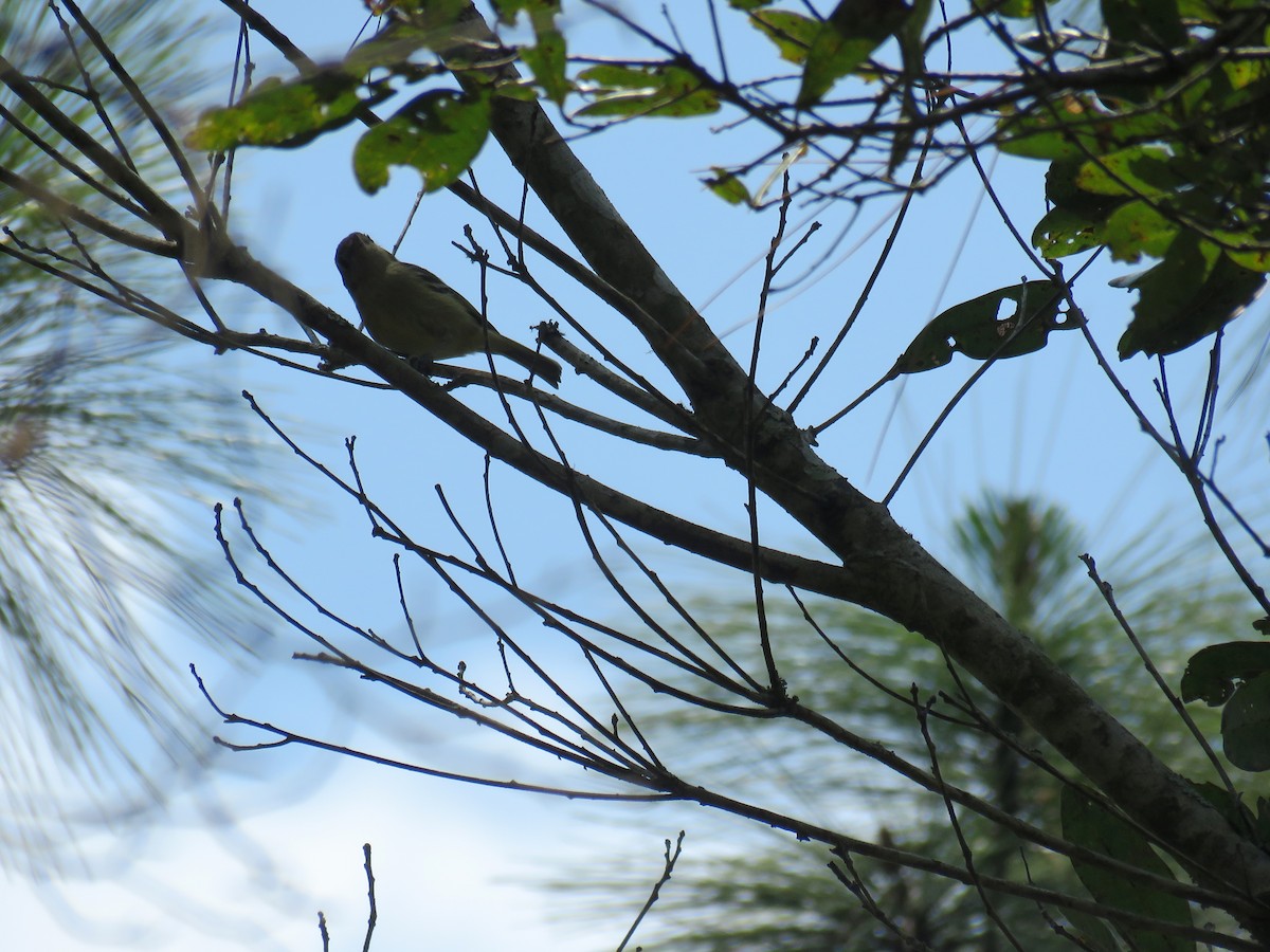 Hutton's Vireo - Claudia Rivera de Aragón