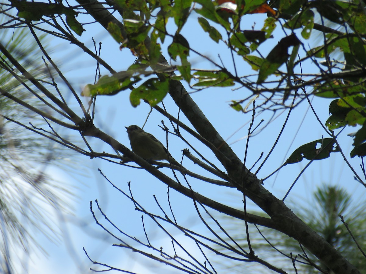 Hutton's Vireo - Claudia Rivera de Aragón