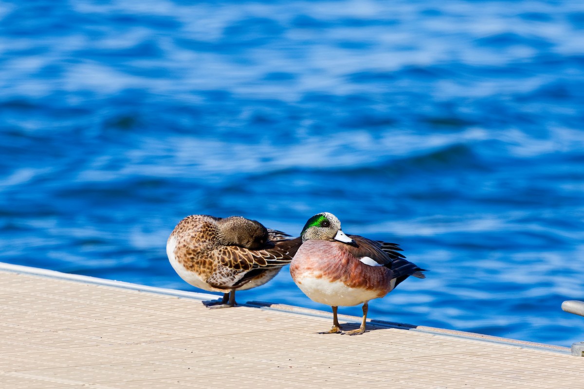 American Wigeon - ML617943837