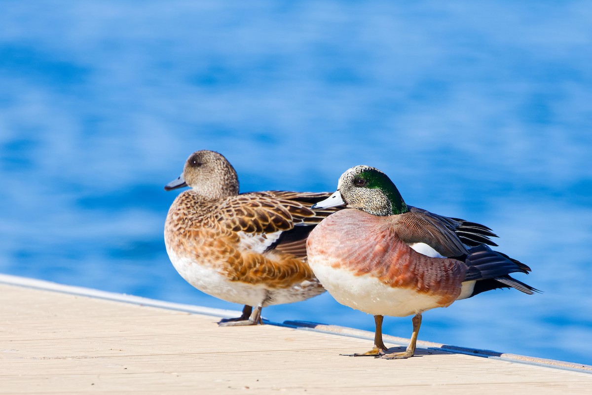 American Wigeon - ML617943839