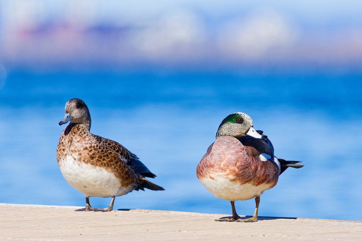 American Wigeon - ML617943840