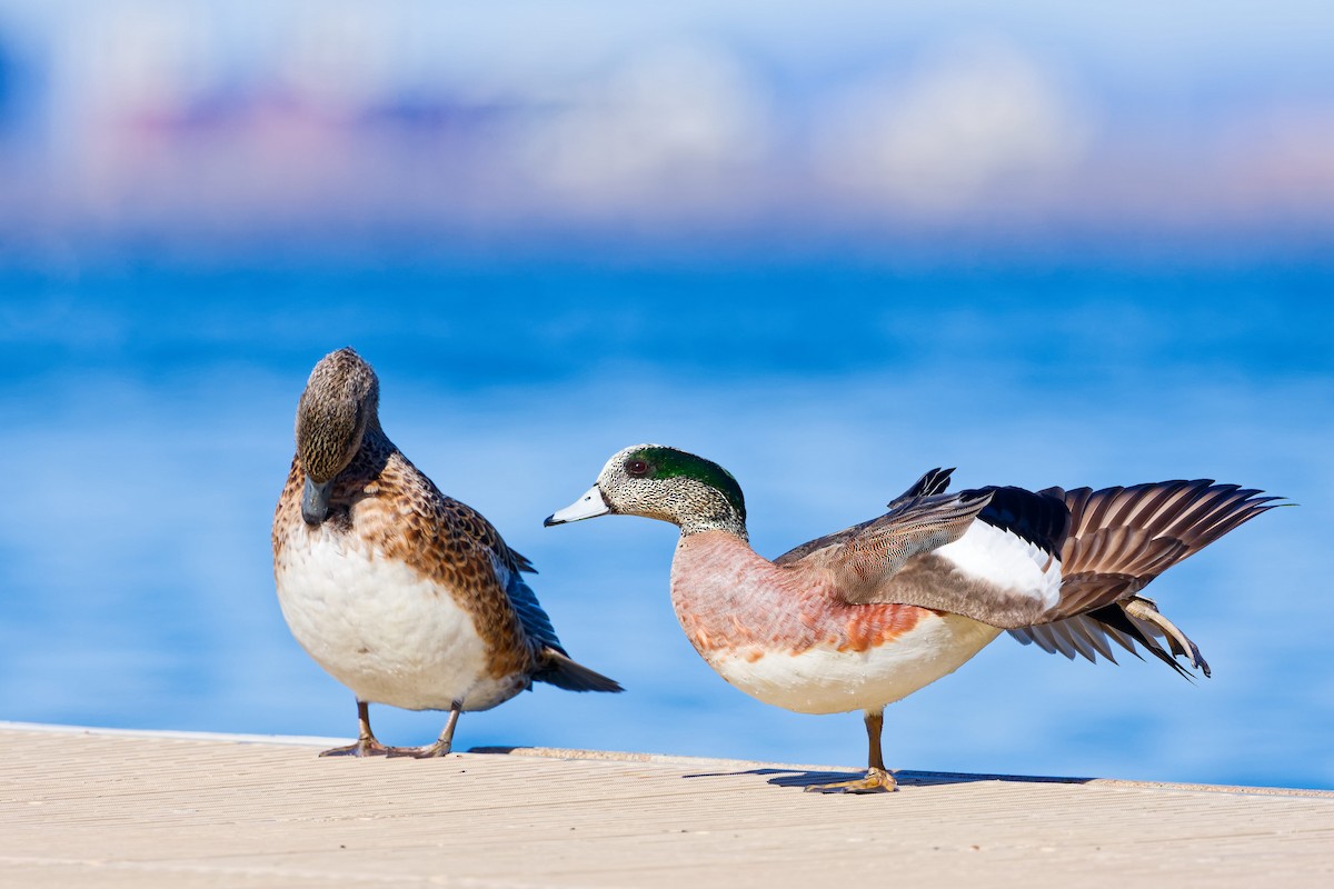 American Wigeon - ML617943841