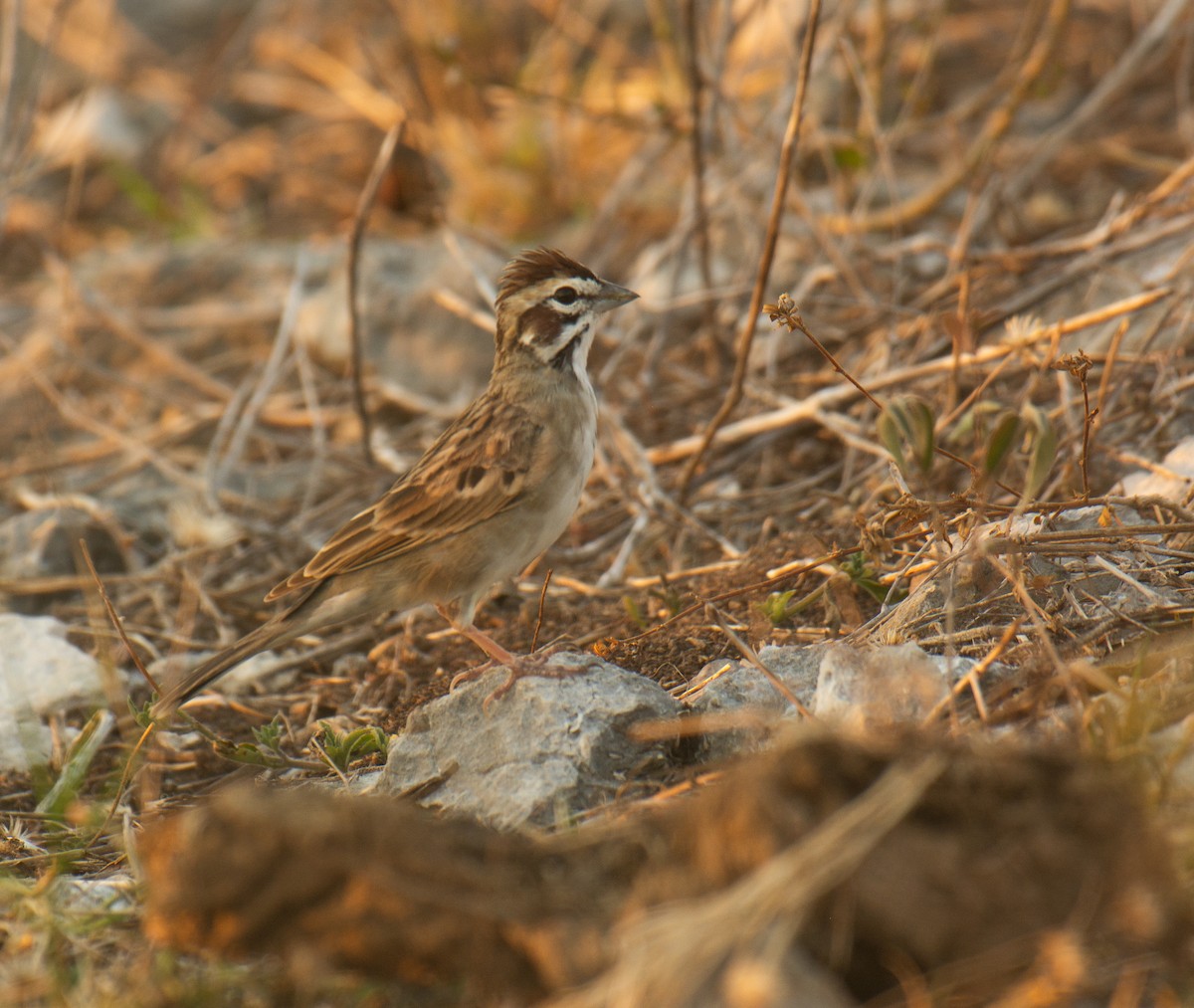 Lark Sparrow - ML617943909