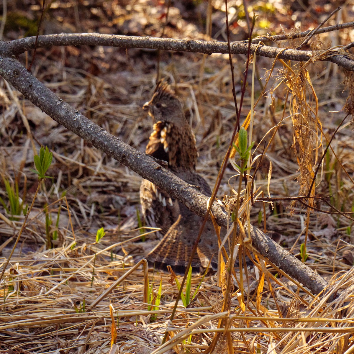 Ruffed Grouse - ML617943912