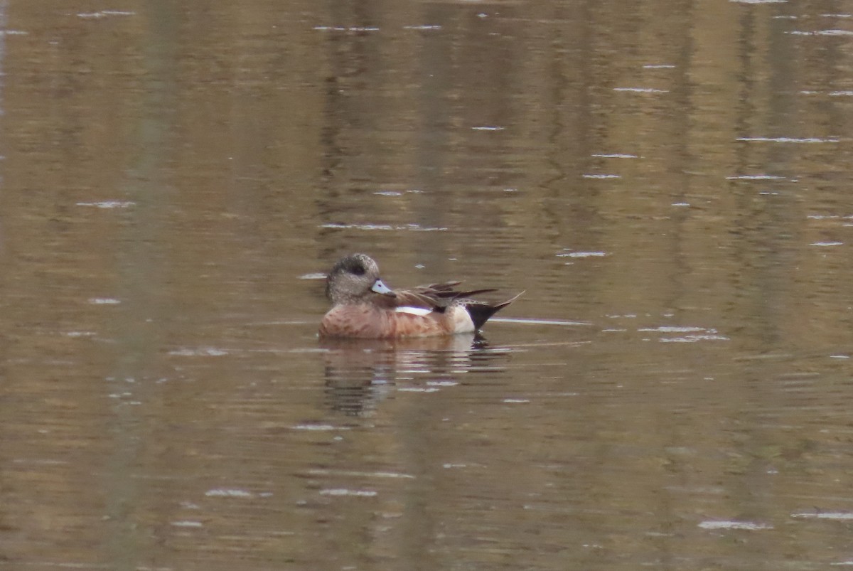 American Wigeon - Alfred Scott