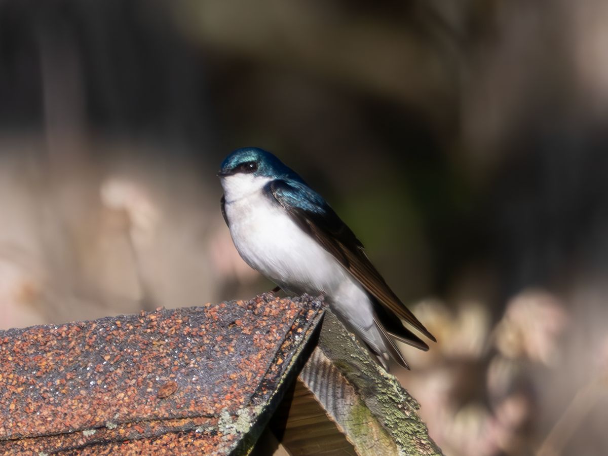 Tree Swallow - ML617943917