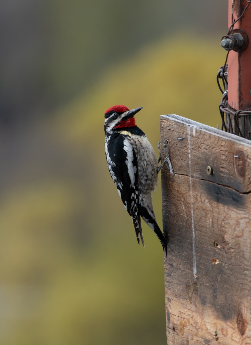 Red-naped Sapsucker - ML617943919