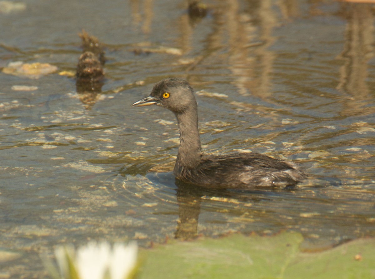Least Grebe - ML617943941