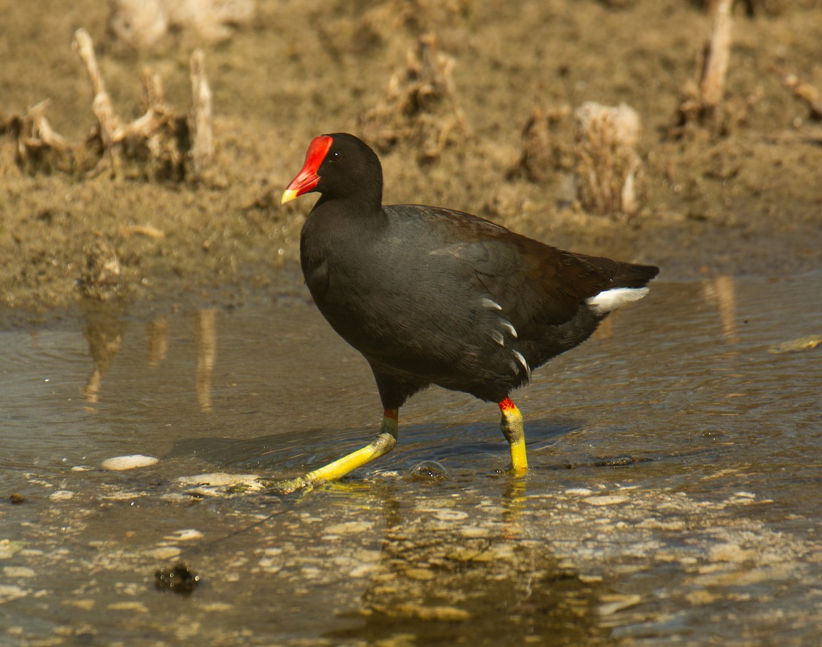 Common Gallinule - ML617943949