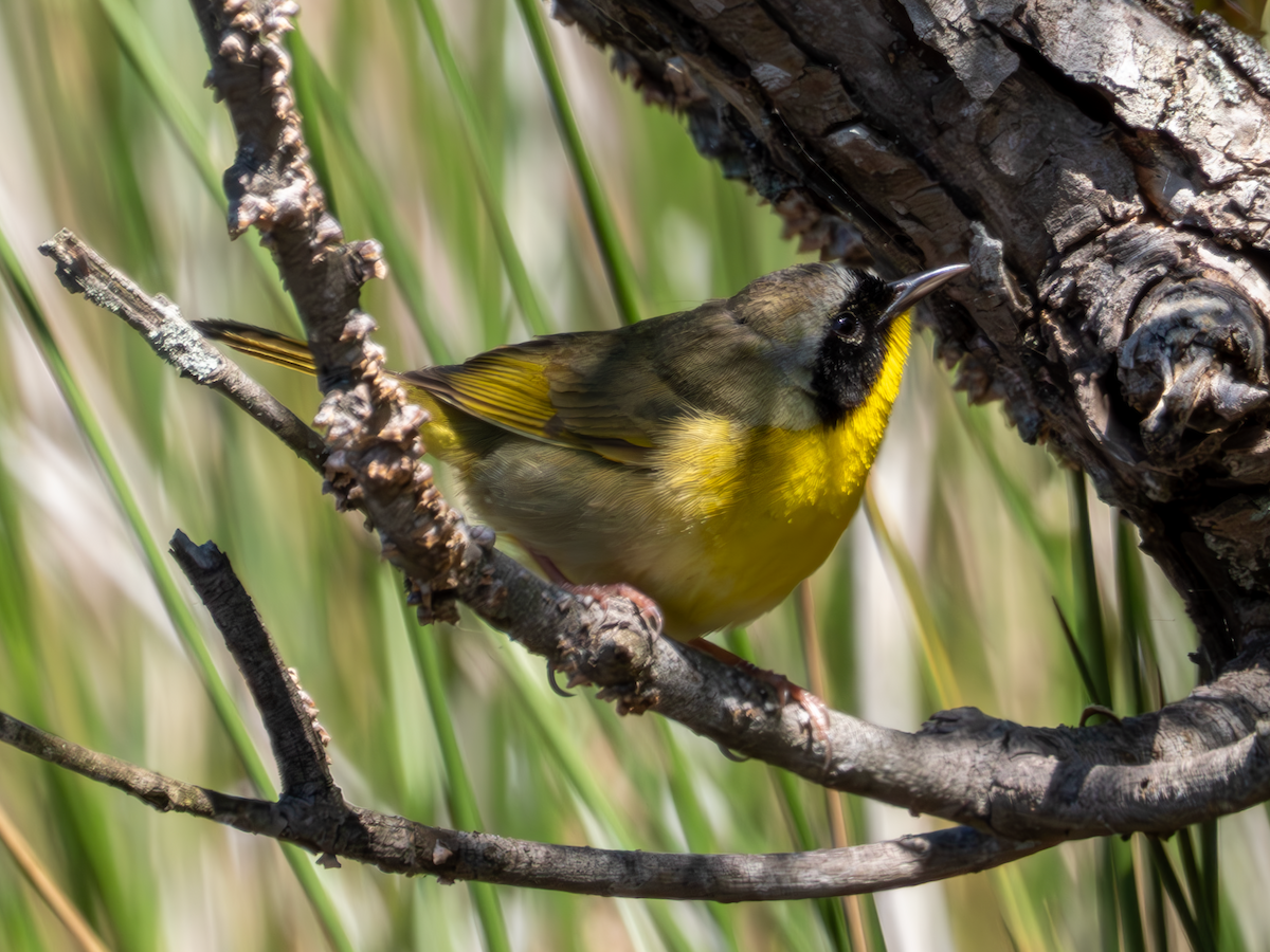 Common Yellowthroat - George Bailey