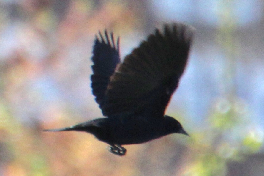 Red-winged Blackbird (Red-winged) - ML617943961