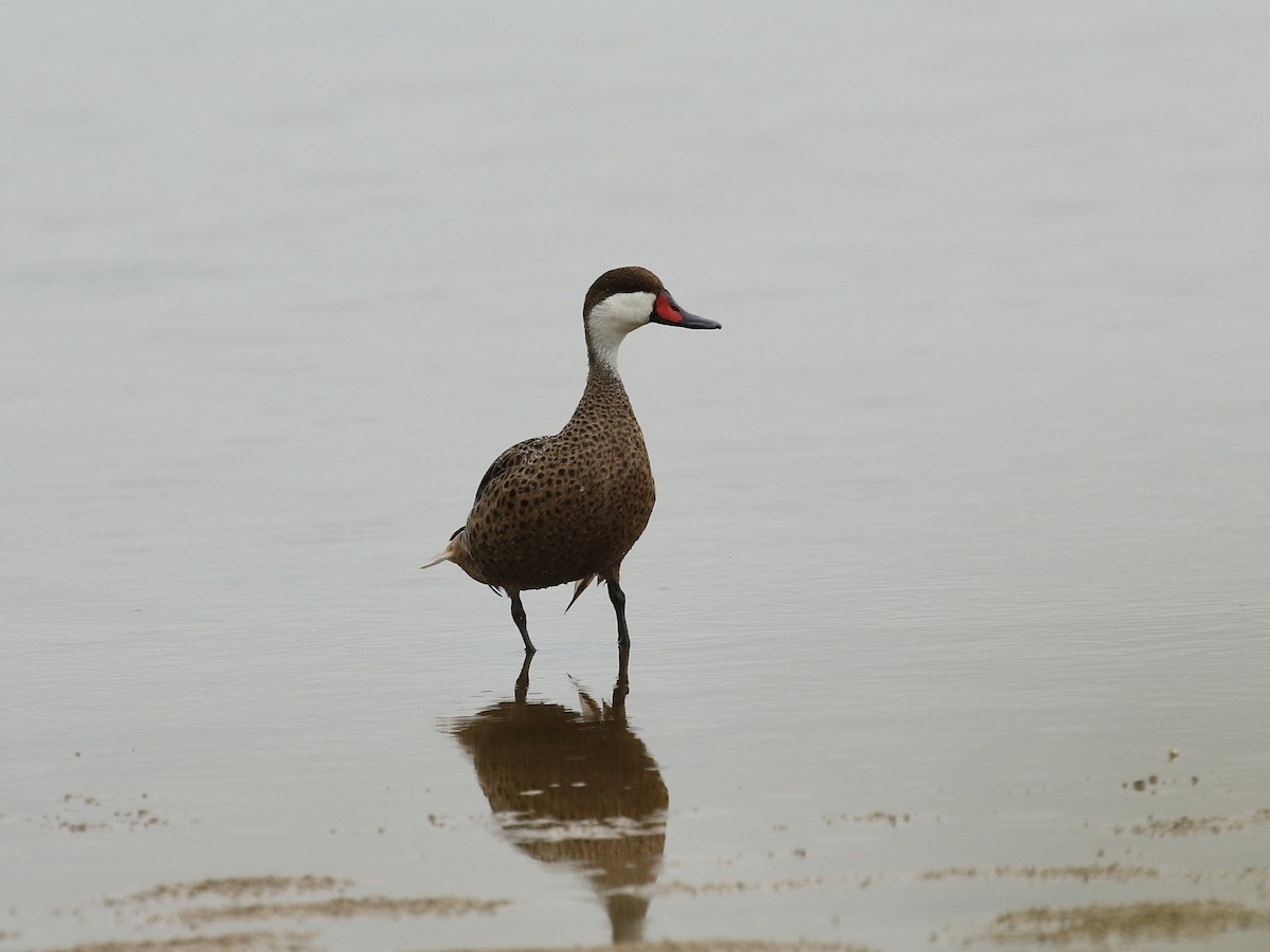 White-cheeked Pintail - ML617943966