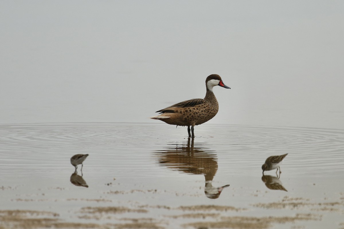 White-cheeked Pintail - ML617943967