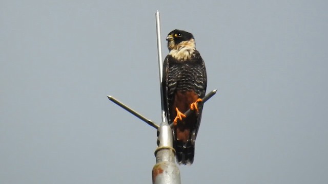 Bat Falcon - ML617943972