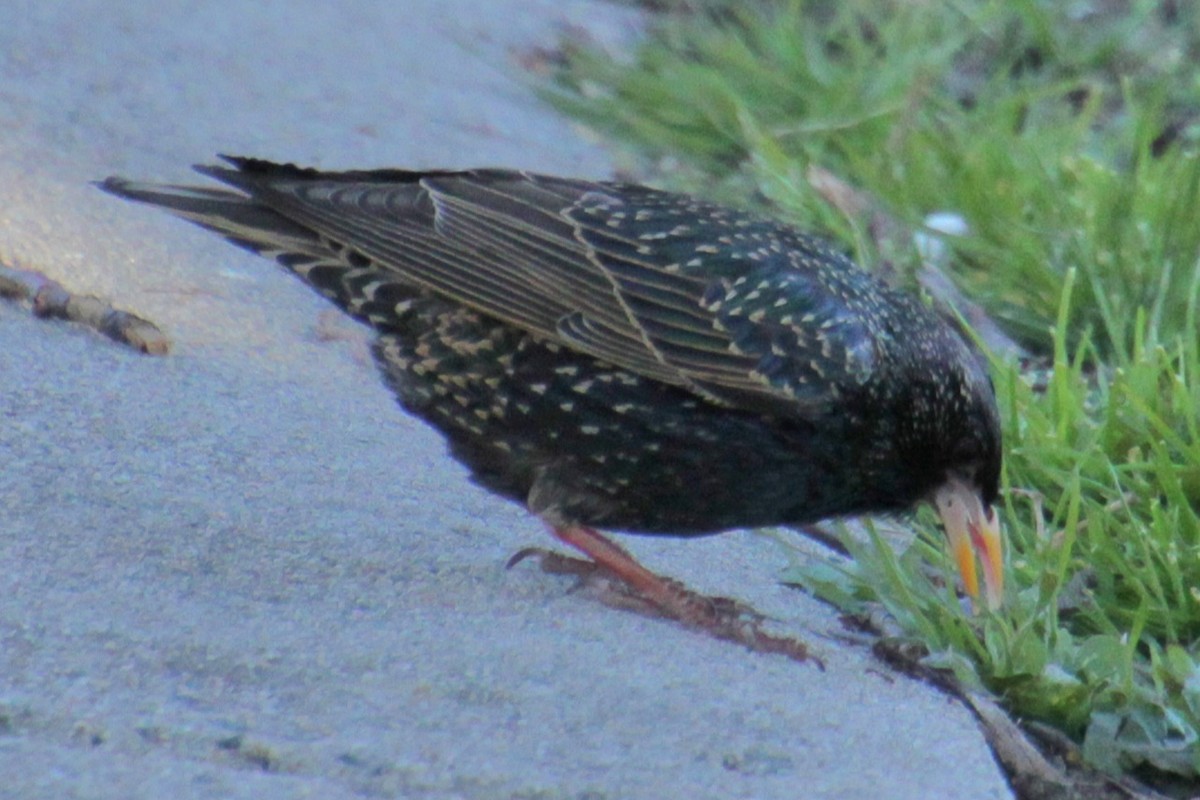 European Starling - ML617943978