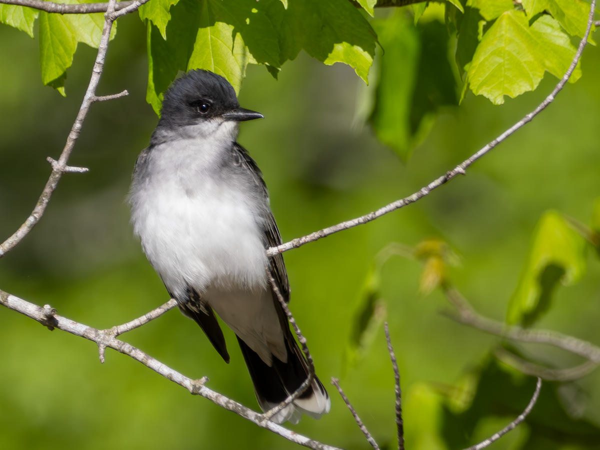 Eastern Kingbird - ML617943980