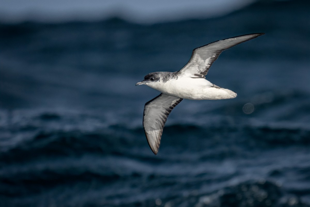 Subantarctic Shearwater - Daniel Sziklai
