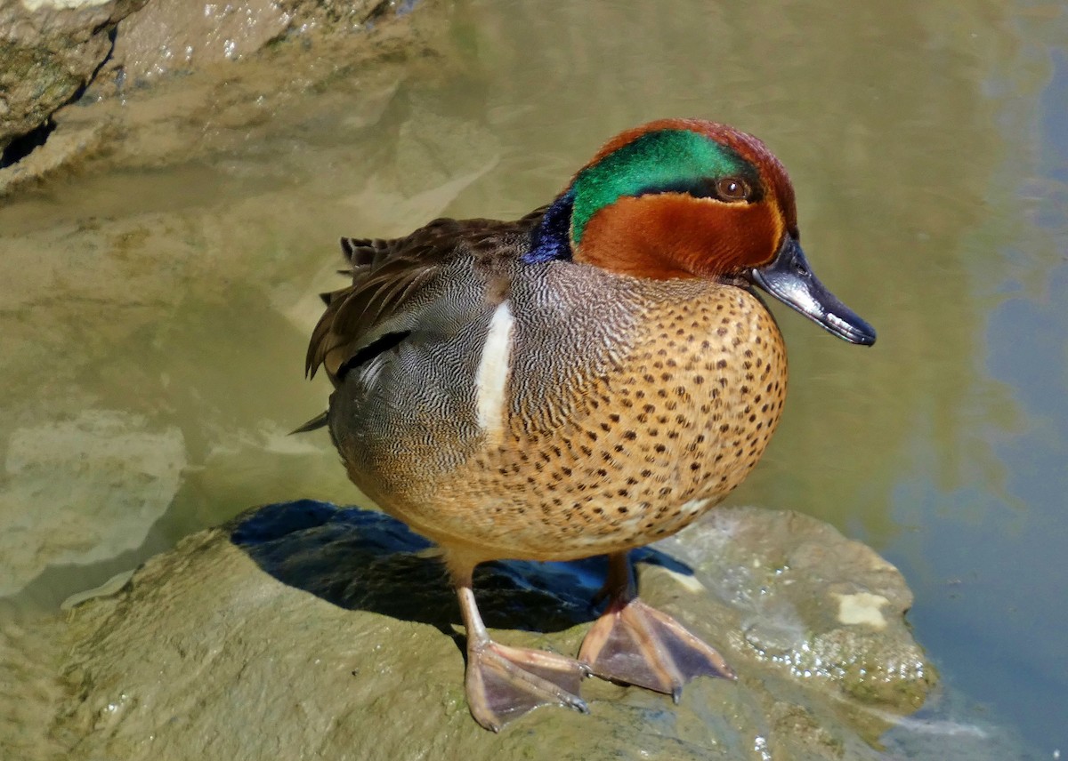 Green-winged Teal - ML617943990