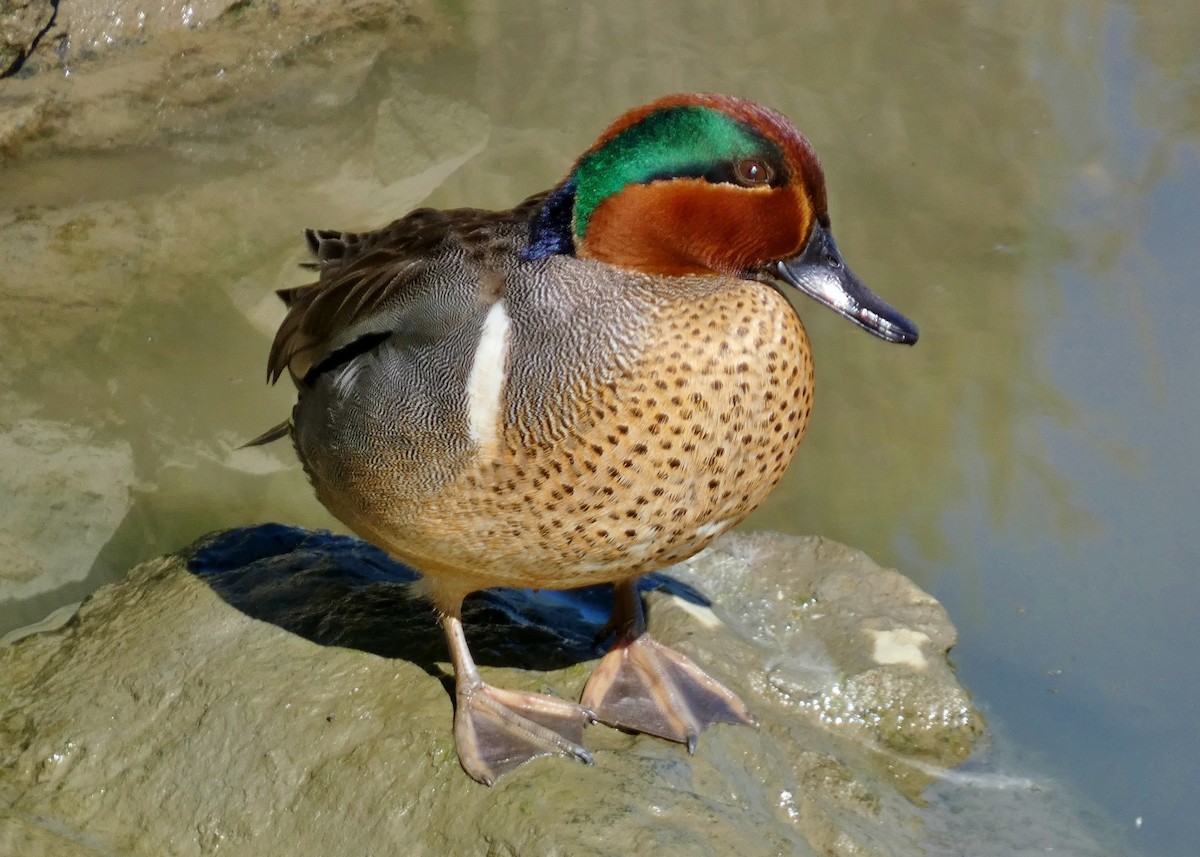 Green-winged Teal - ML617943991