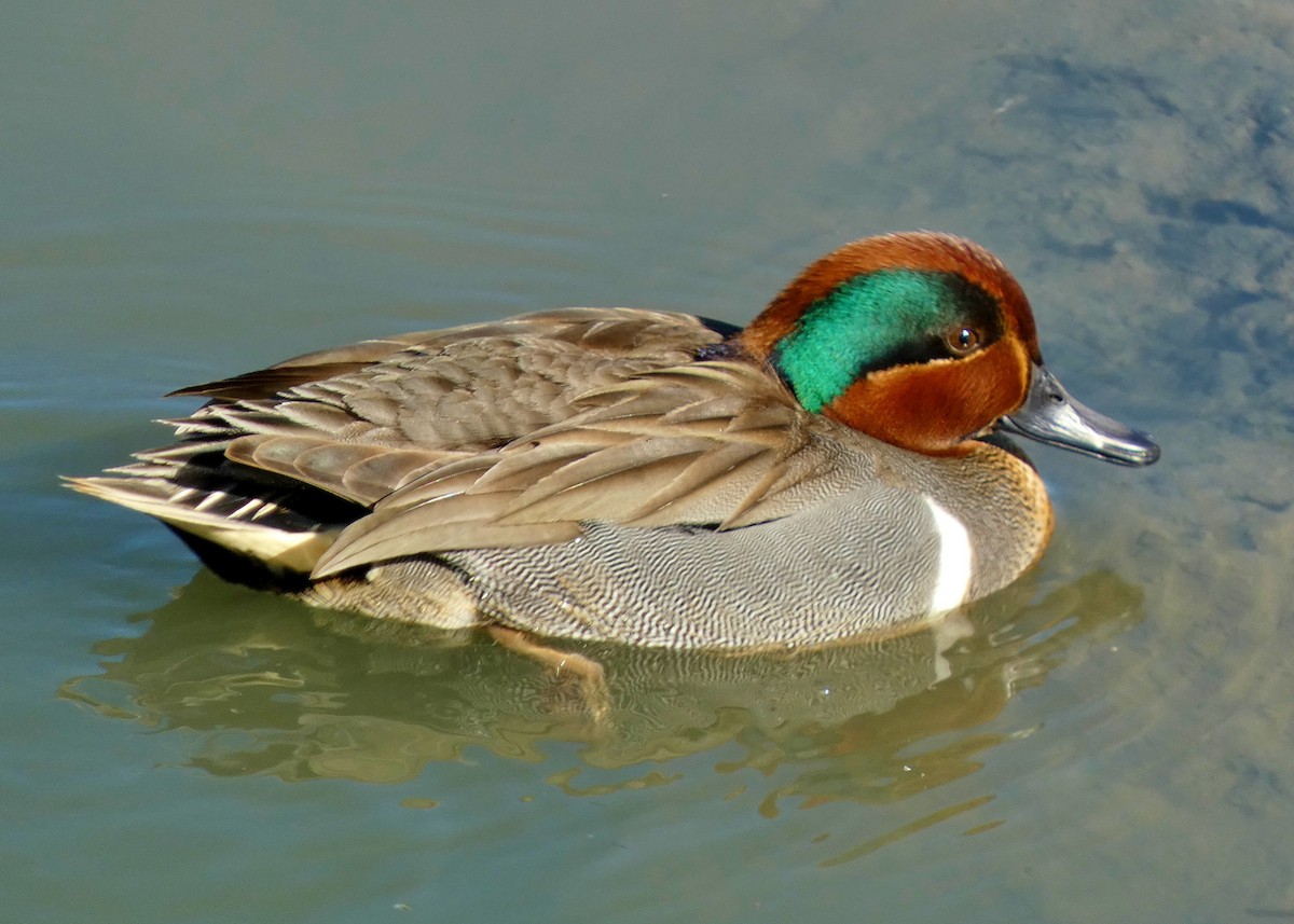 Green-winged Teal - ML617943992
