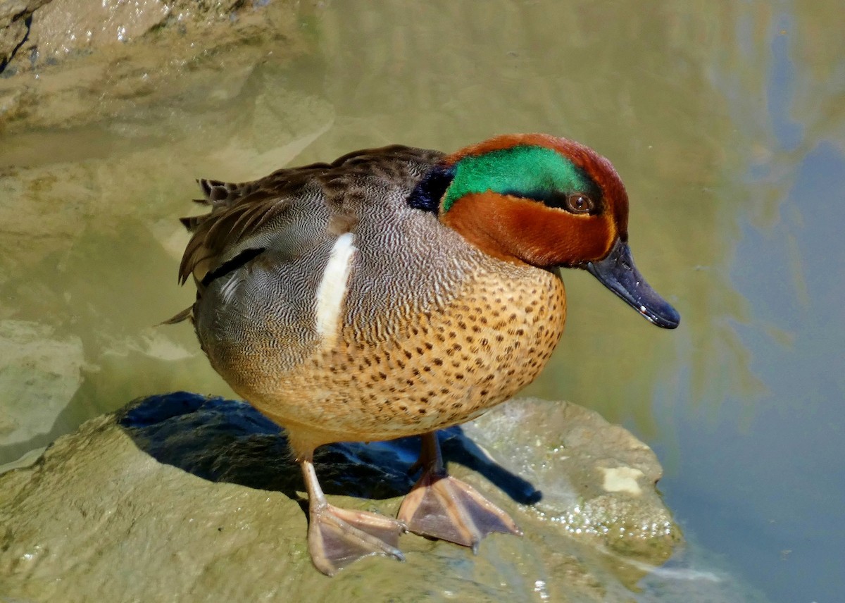 Green-winged Teal - ML617943993