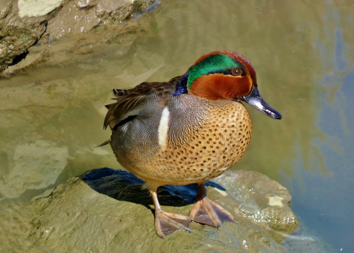 Green-winged Teal - ML617943995
