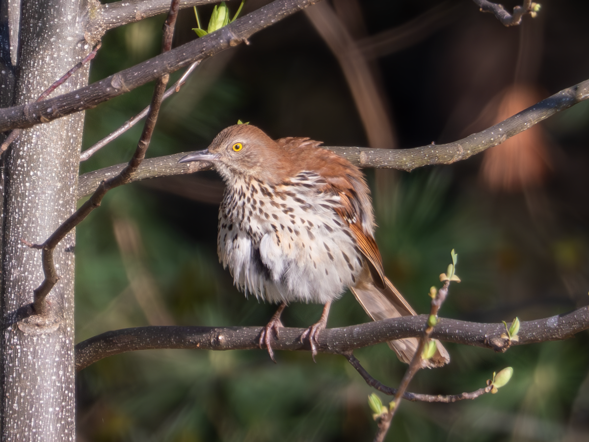 Brown Thrasher - ML617944027