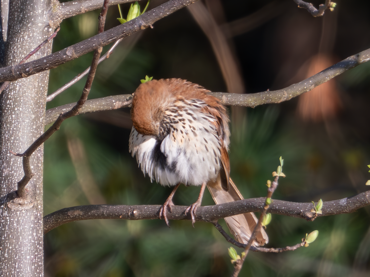 Brown Thrasher - ML617944028