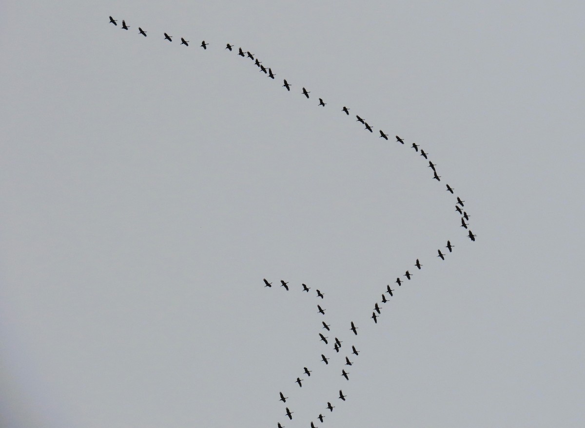 Sandhill Crane - Alfred Scott