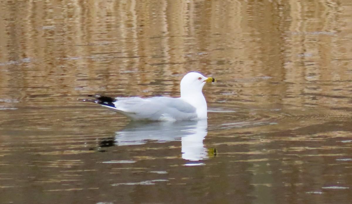 Ring-billed Gull - ML617944070