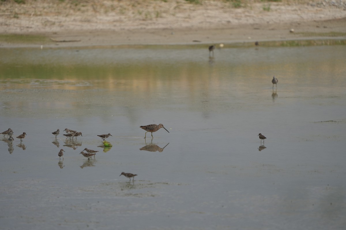 Long-billed Dowitcher - ML617944095