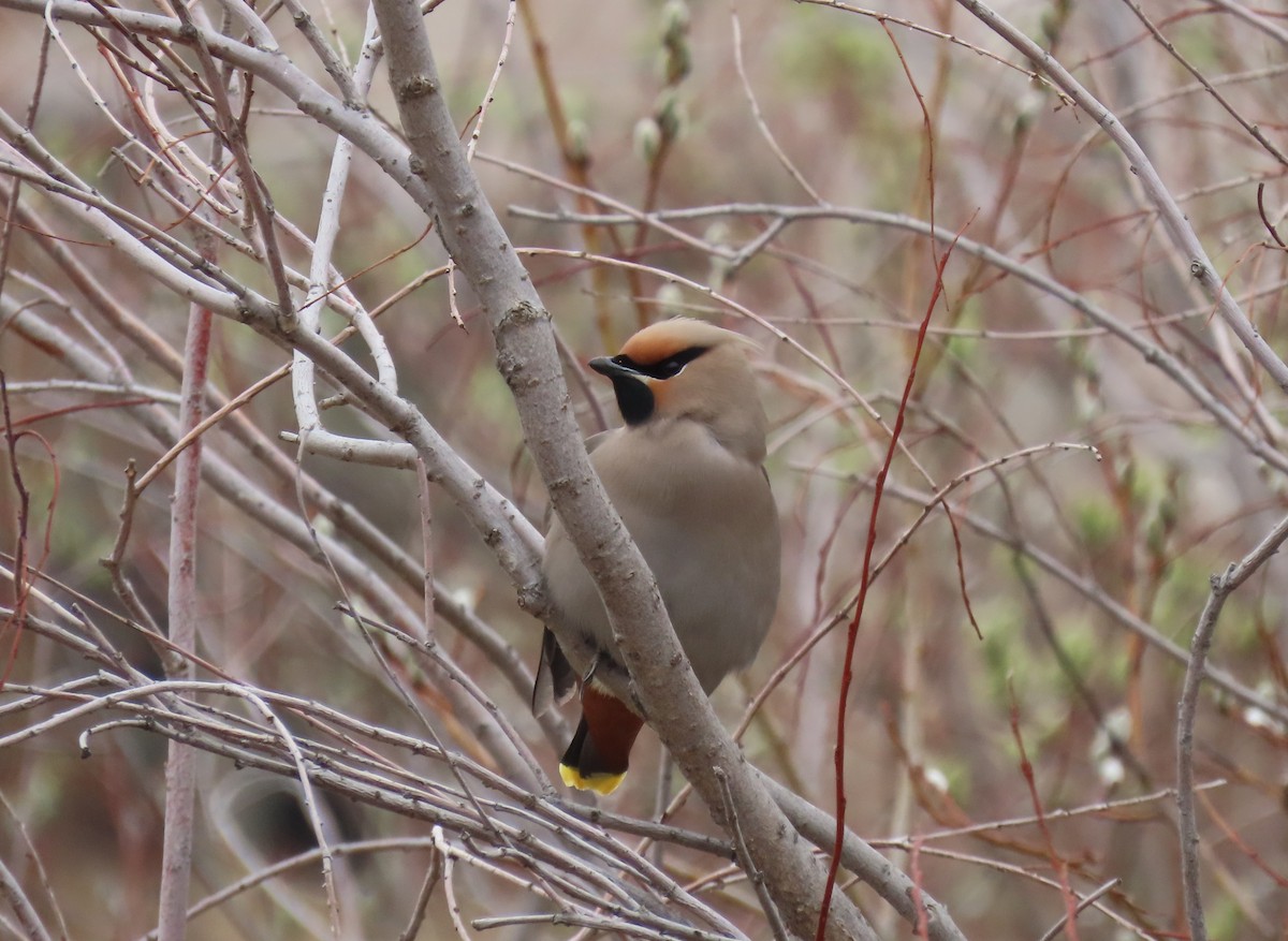 Bohemian Waxwing - ML617944102