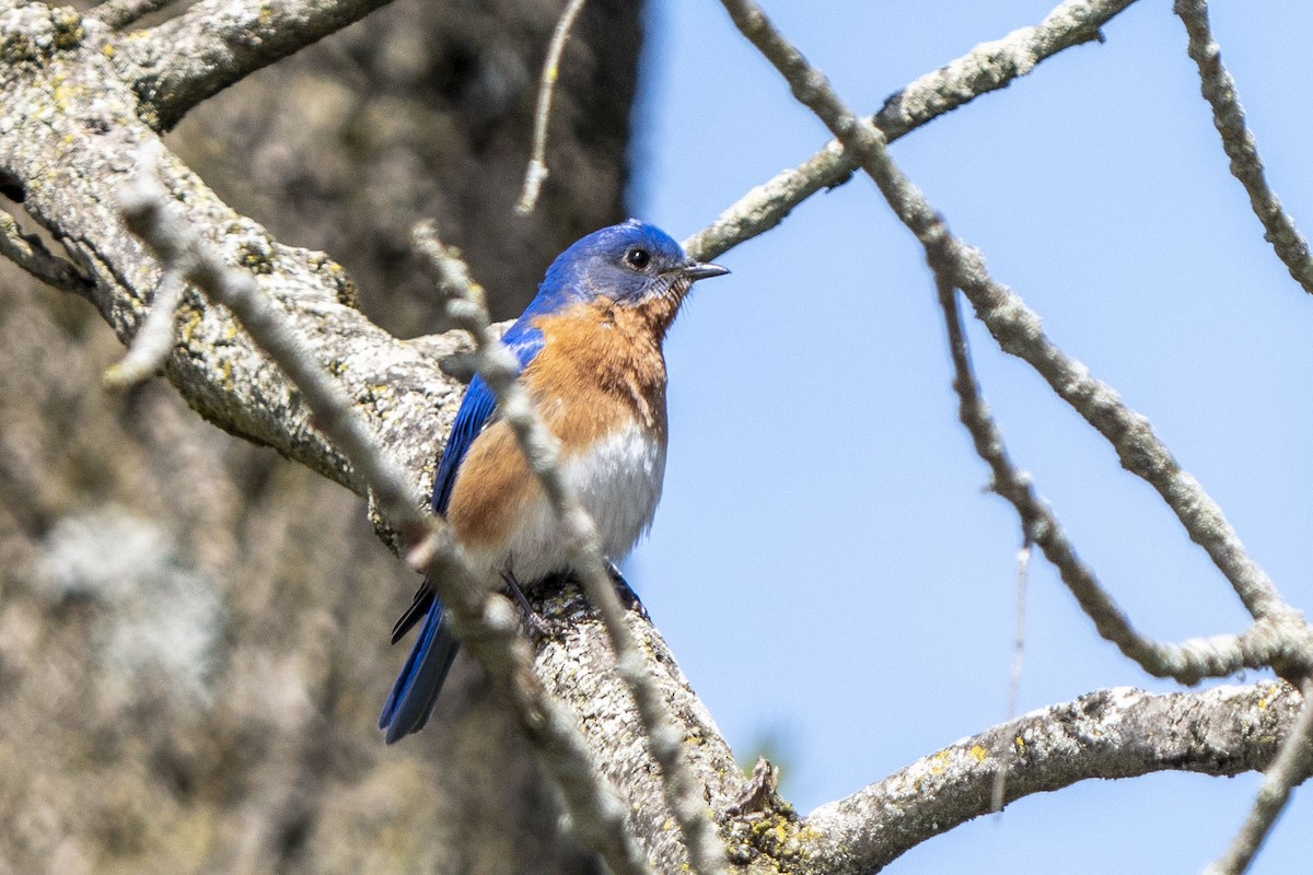 Eastern Bluebird - Helen Chelf