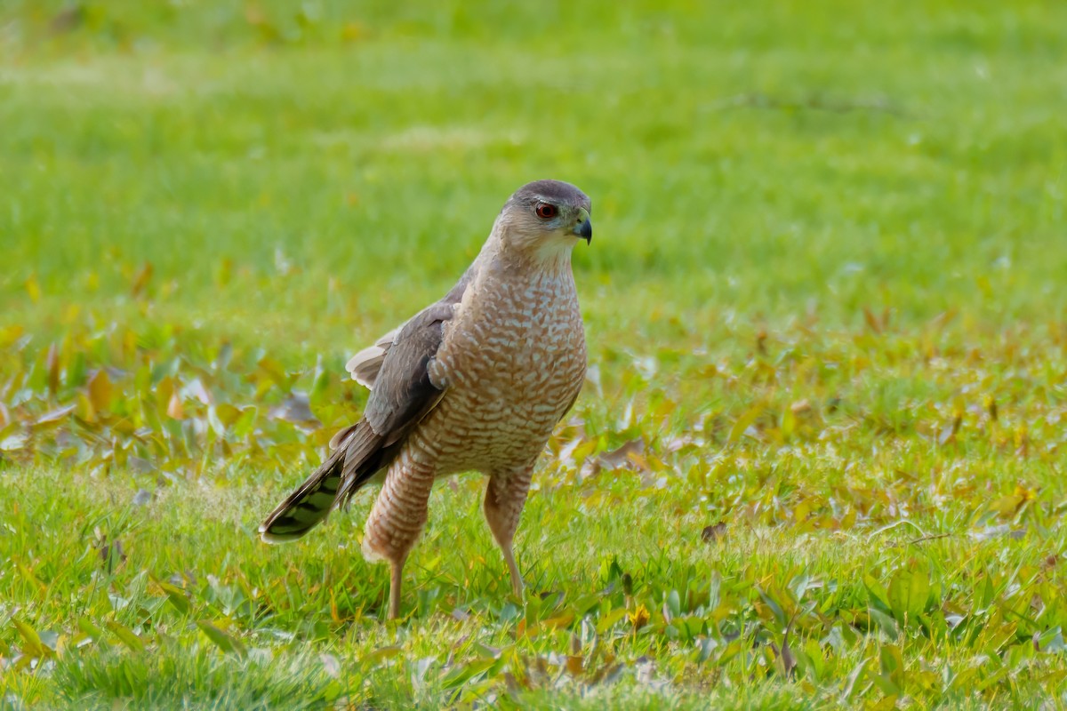 Cooper's Hawk - Suzanne Kavic