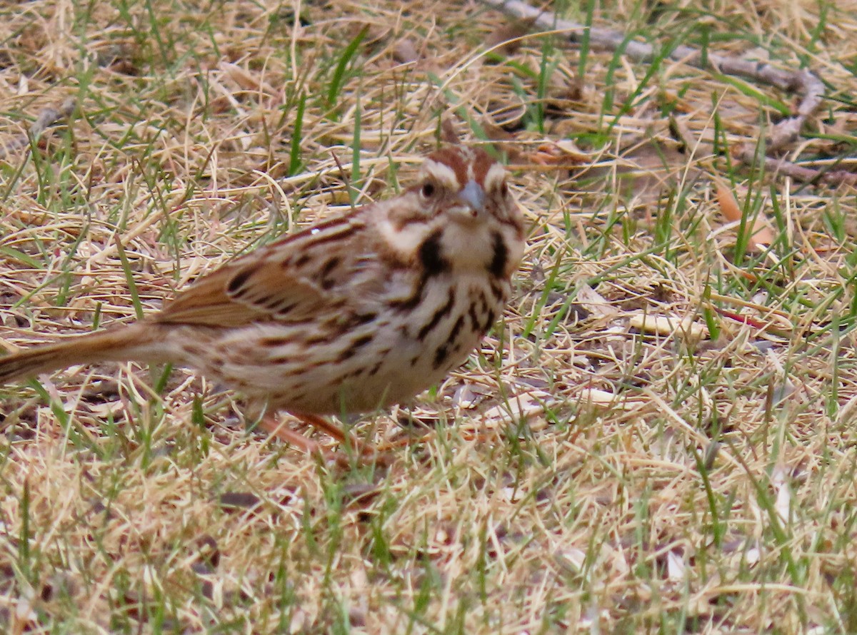 Song Sparrow - Alfred Scott