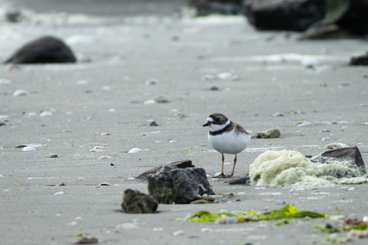 Semipalmated Plover - ML617944138