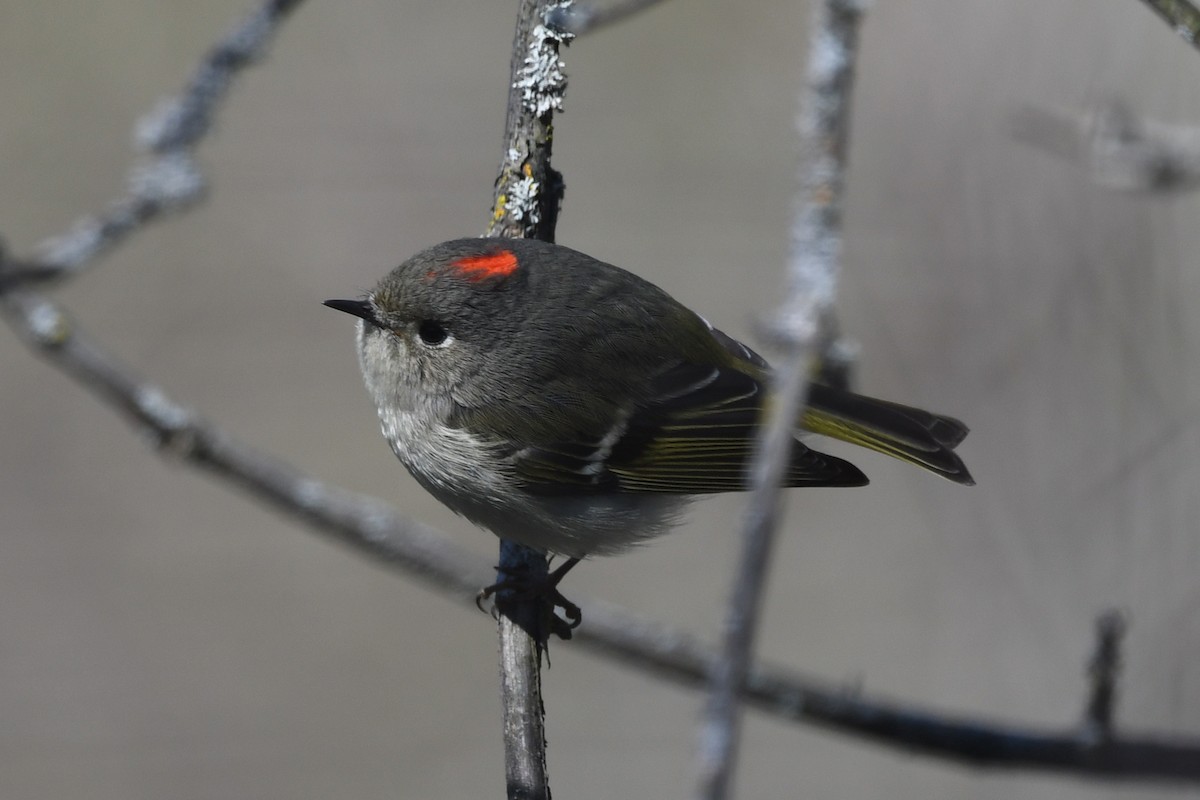 Ruby-crowned Kinglet - Pierre LeBlanc