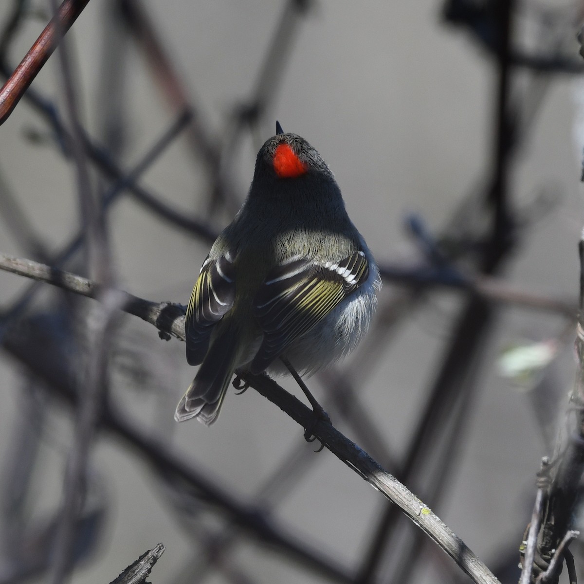 Ruby-crowned Kinglet - Pierre LeBlanc