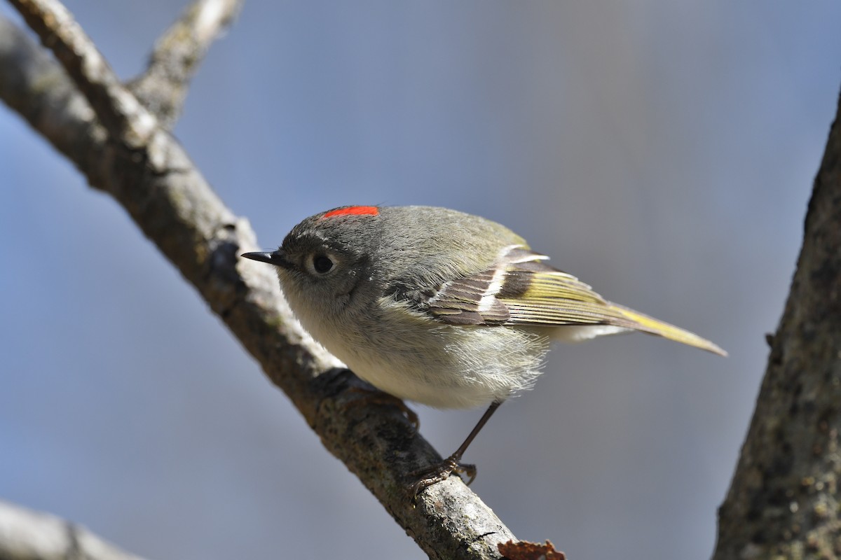 Ruby-crowned Kinglet - ML617944161