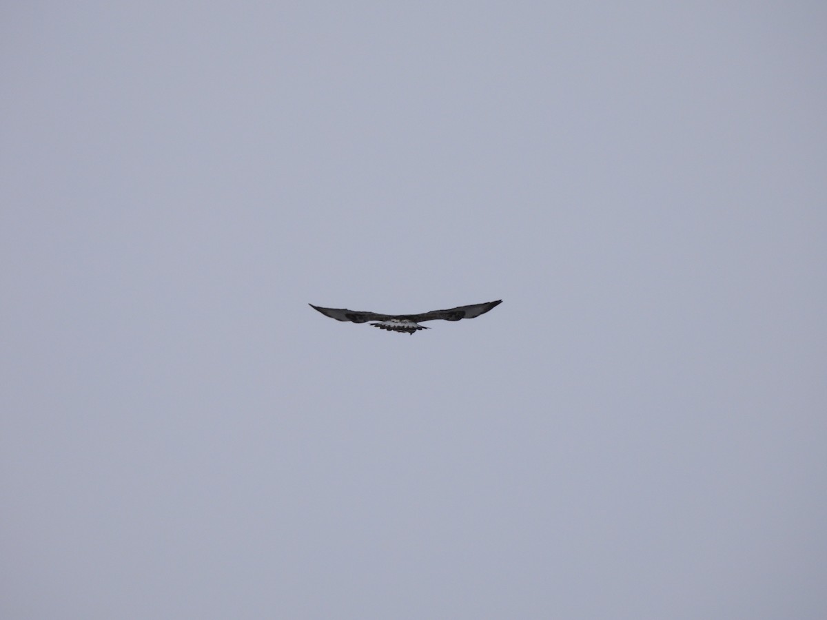 Rough-legged Hawk - Manon Côté