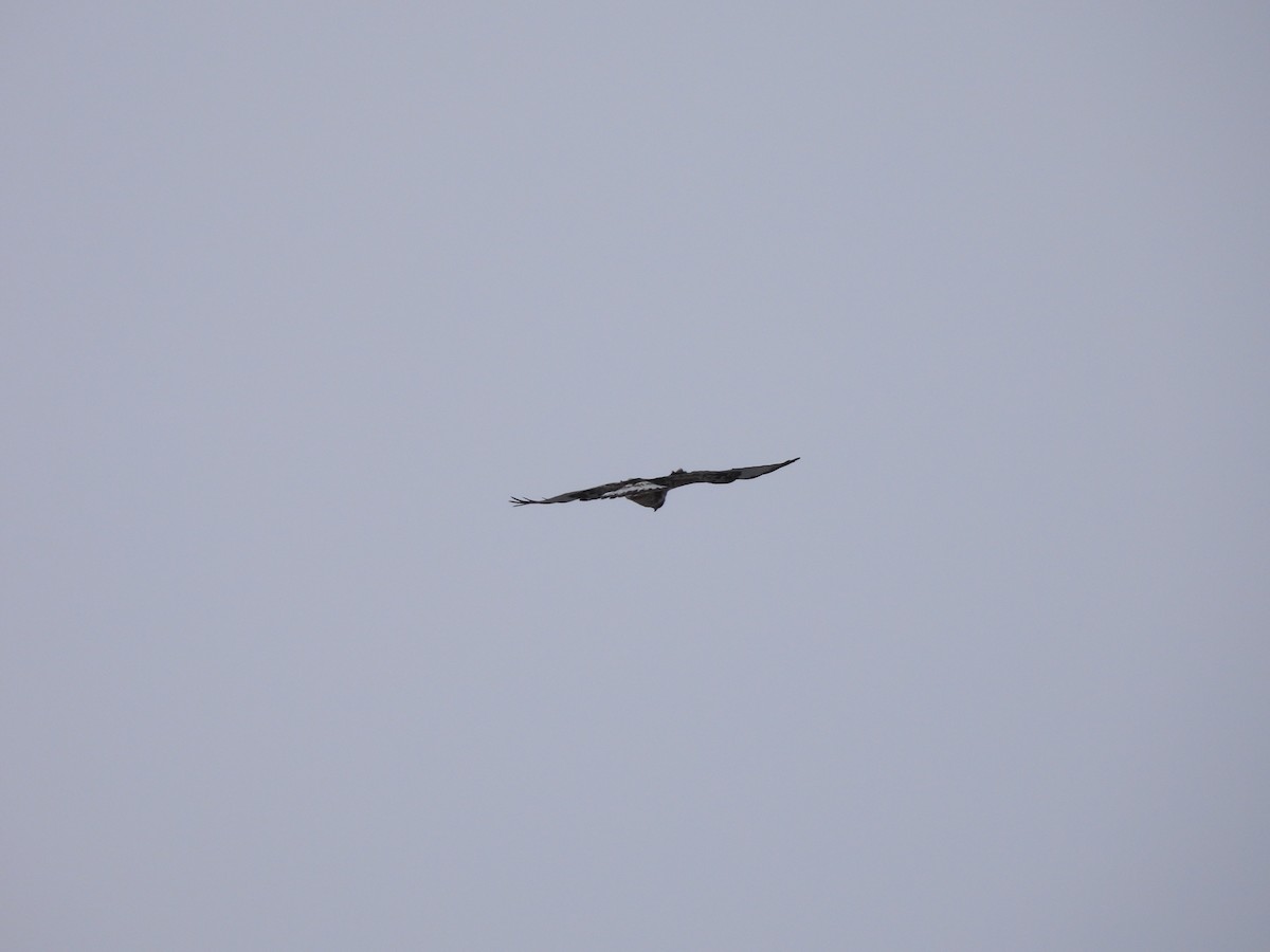 Rough-legged Hawk - Manon Côté