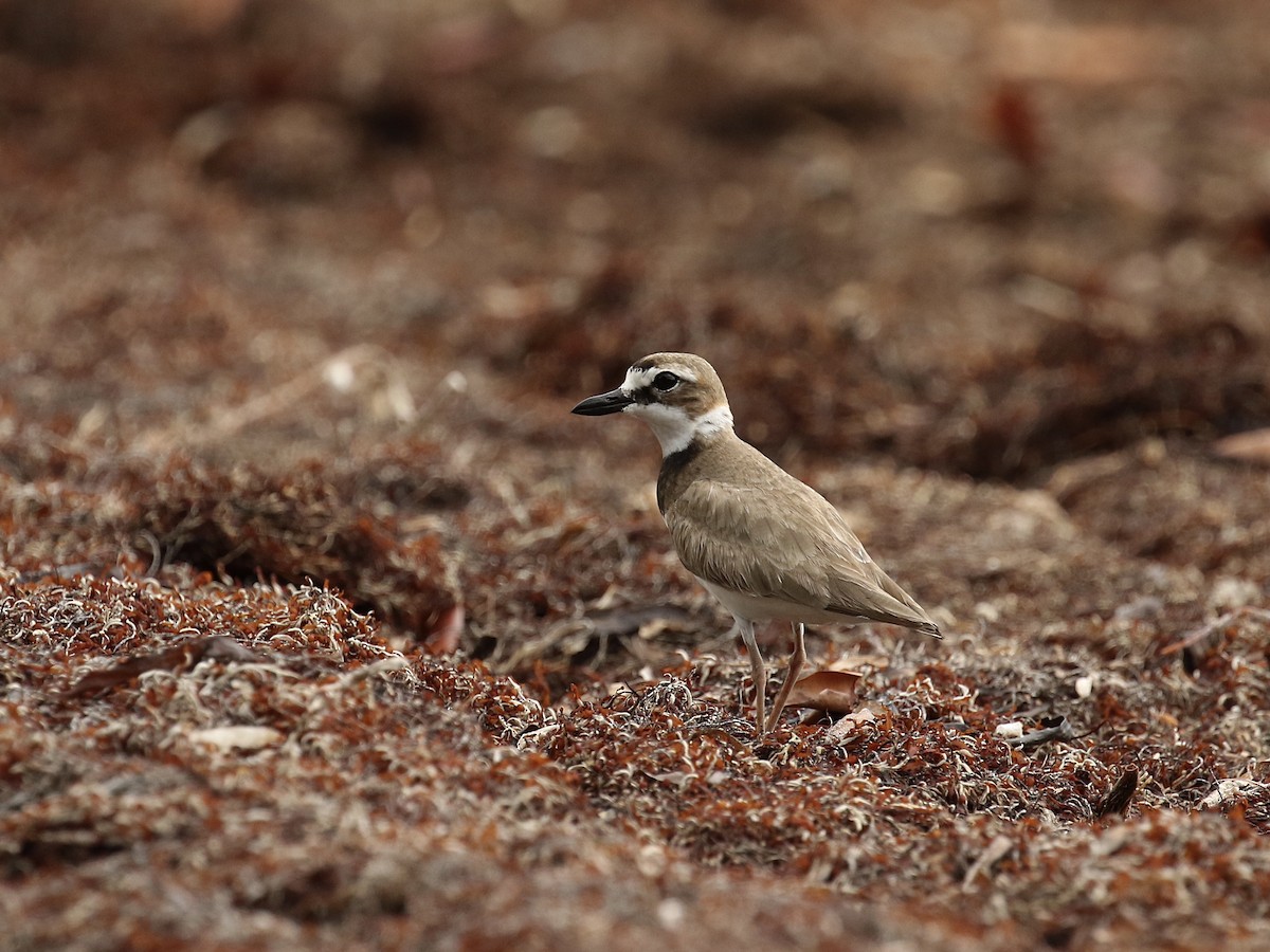 Wilson's Plover - ML617944171